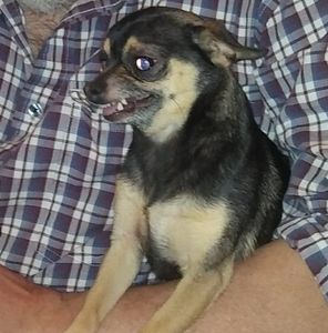 Meet your Posher, Joe